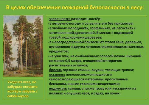 Лес пожар (2)